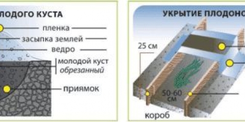 Kako pokriti grožđe za zimu i na kojoj temperaturi